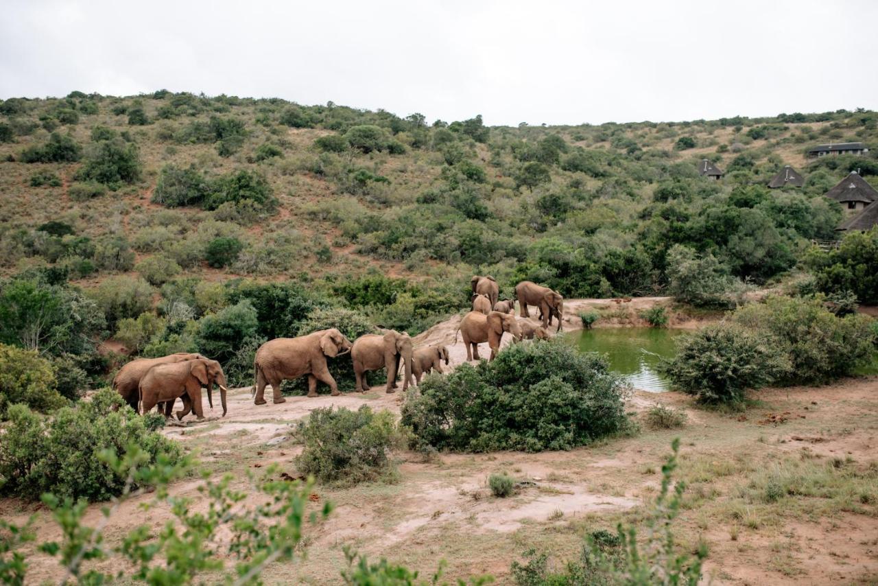 Bukela Game Lodge - Amakhala Game Reserve Exterior photo