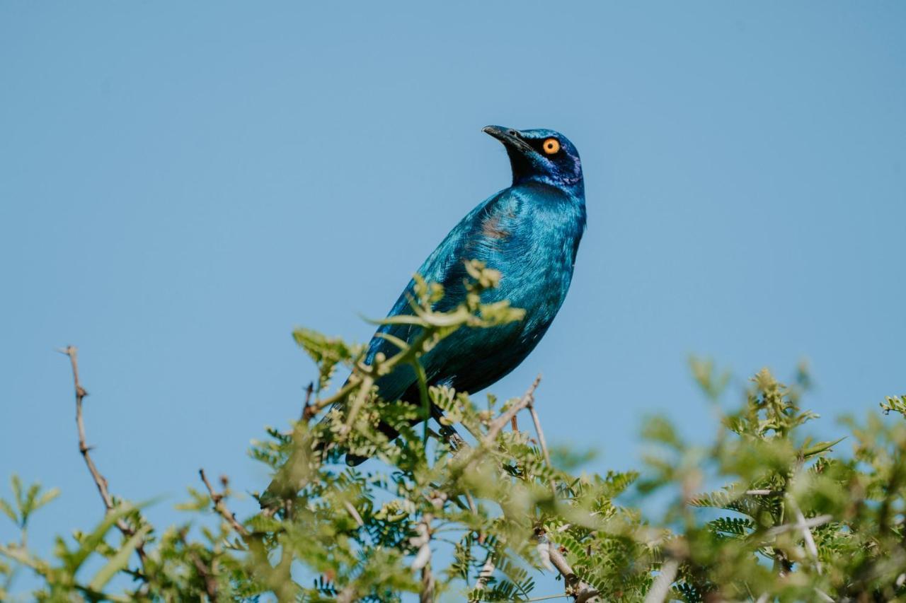 Bukela Game Lodge - Amakhala Game Reserve Exterior photo