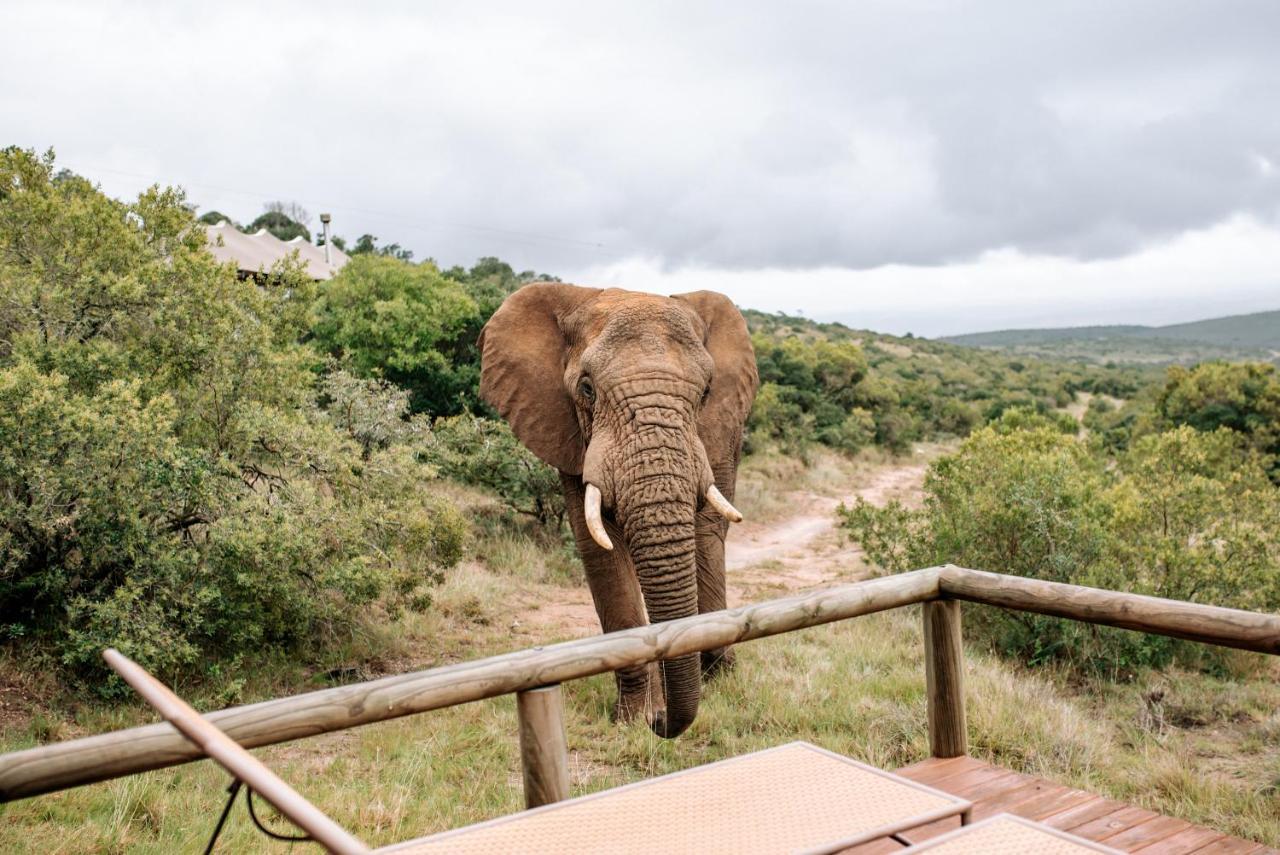 Bukela Game Lodge - Amakhala Game Reserve Exterior photo