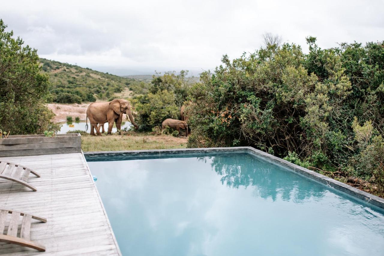Bukela Game Lodge - Amakhala Game Reserve Exterior photo